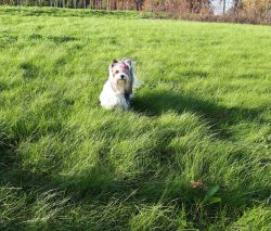 Biewer Yorkshire Terrier - Chainie Noble Darling